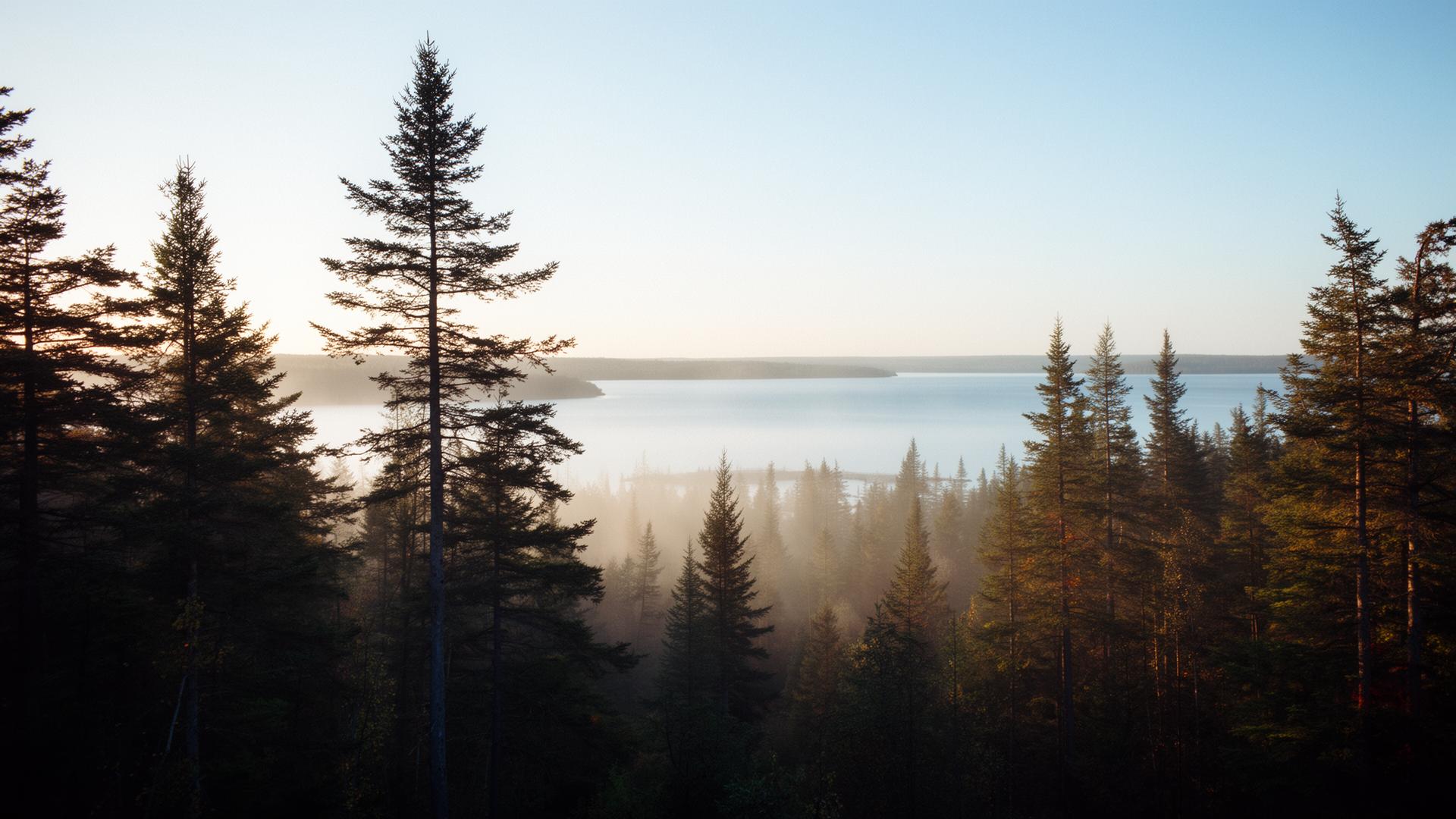 Misty Michigan forest meeting a calm Great Lake at sunrise